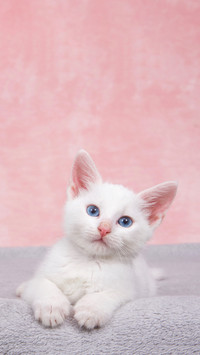Small fluffy white kitten laying on a fluffy gray blanket