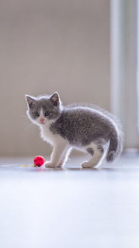 Cute kitten, indoor shooting
