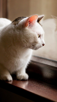 窗台上的猫咪