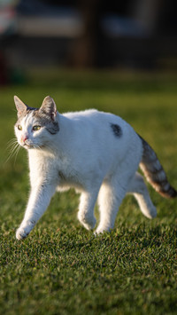 White stray cat