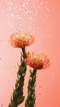 针垫花