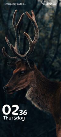 Forest Crown