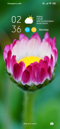 daisy blooming