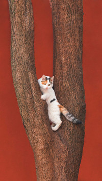 A university offers tree climbing classes 31