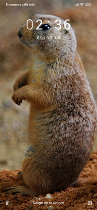 Rodents_3MDS