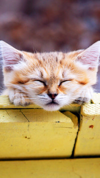 萌态可掬的沙丘猫
