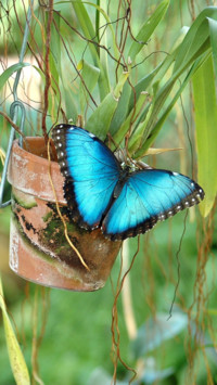 Butterfly (3)