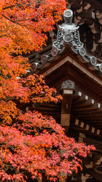 “云赏”京都红叶狩