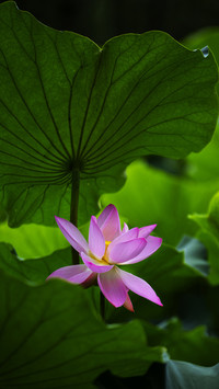 Blooming pink lotus flowers