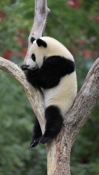 Why is the giant panda called gungungun50