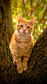 Meow Star Human Cold Knowledge 8