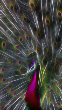 international_animal (2)