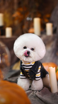 Can dogs drink milk powder