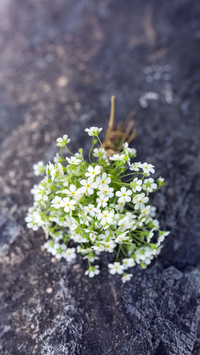 Flowers 59