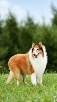 How to bathe dogs scientifically 10
