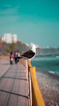 OGQ (196)