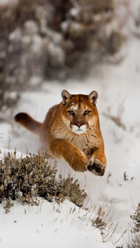 The identity mystery of the puma 21