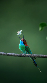 Why do hummingbirds dress up as men