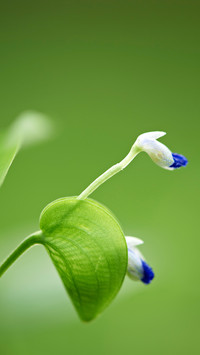 Buds