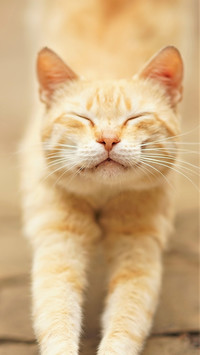 可人清新小猫咪壁纸-锐景创意