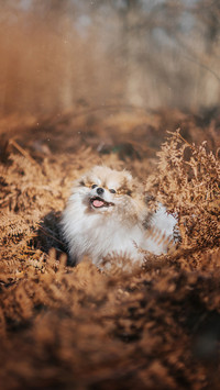 Little fluffy pomeranian dog in magical forest in autumn