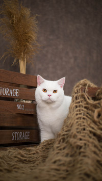 Cats are not arrogant at all 70
