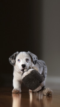 The little dog is playing with its favorite toy