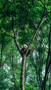 Can pandas change their teeth 58
