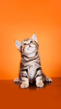 猫咪可爱之谜大揭秘