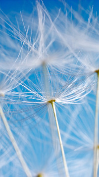 dandelion