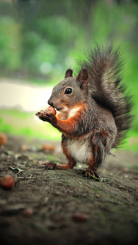 Wild squirrels foraging for food