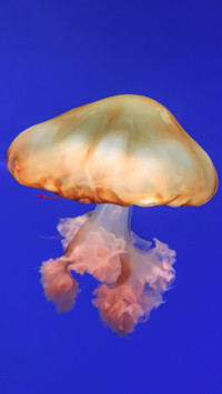 Marine Life (8)