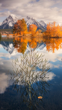 The withered tree in lake abraham