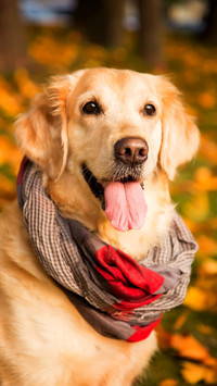 Dog5