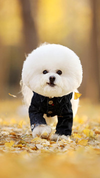 “棉花糖”比熊犬