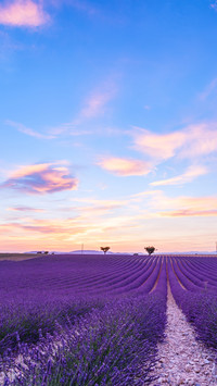 Romantic lavender fields