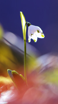 Spring scenery-31