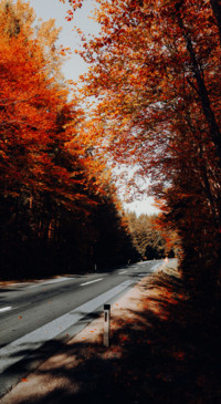 Nature B5 (49)