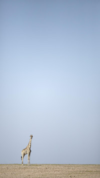 VCG41N655718162