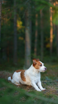 The dog in forest. active jack russell terrier