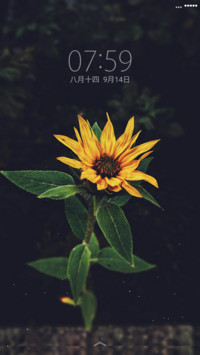 flowers