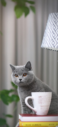 演员猫咪-拍信图库