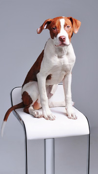 好勇斗狠的比特犬