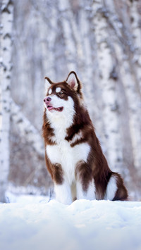 How Fast Dogs Grow 7