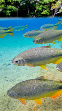 Fish Kingdom