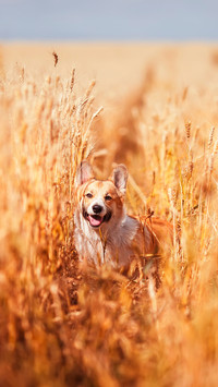 Cute Corgi dog puppy runs through the farm field