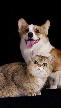 Several foods that cannot be given to pets