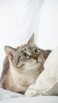 胆小猫咪的社会化训练