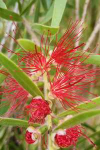 Bottlebrush flower.jpg