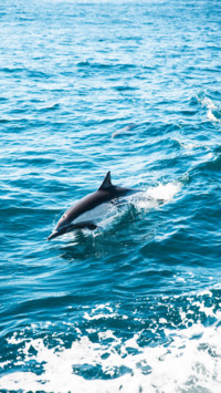 Marine Life (11)
